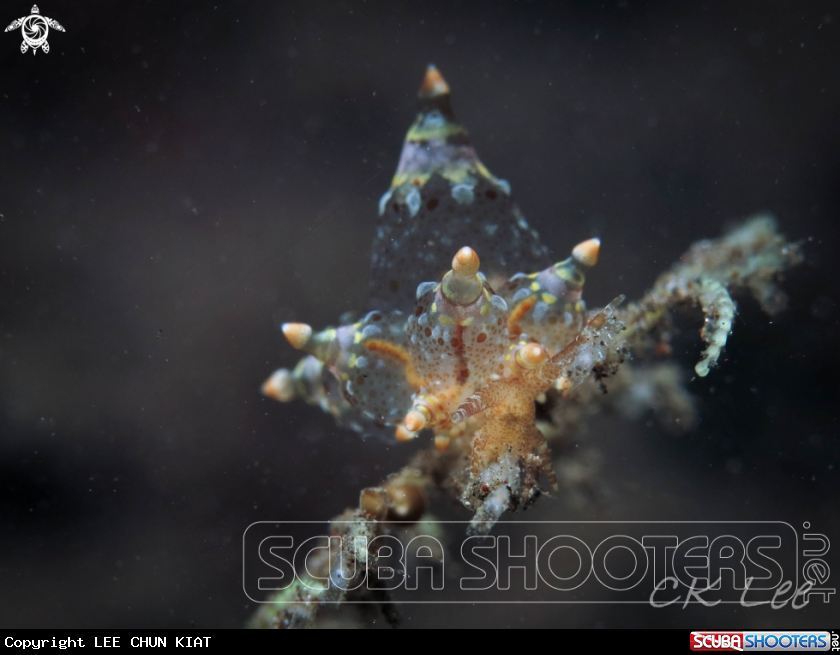 A NUDI