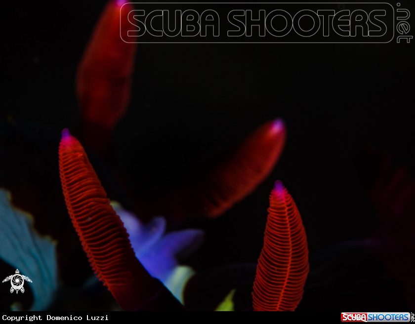 A Nembrotha