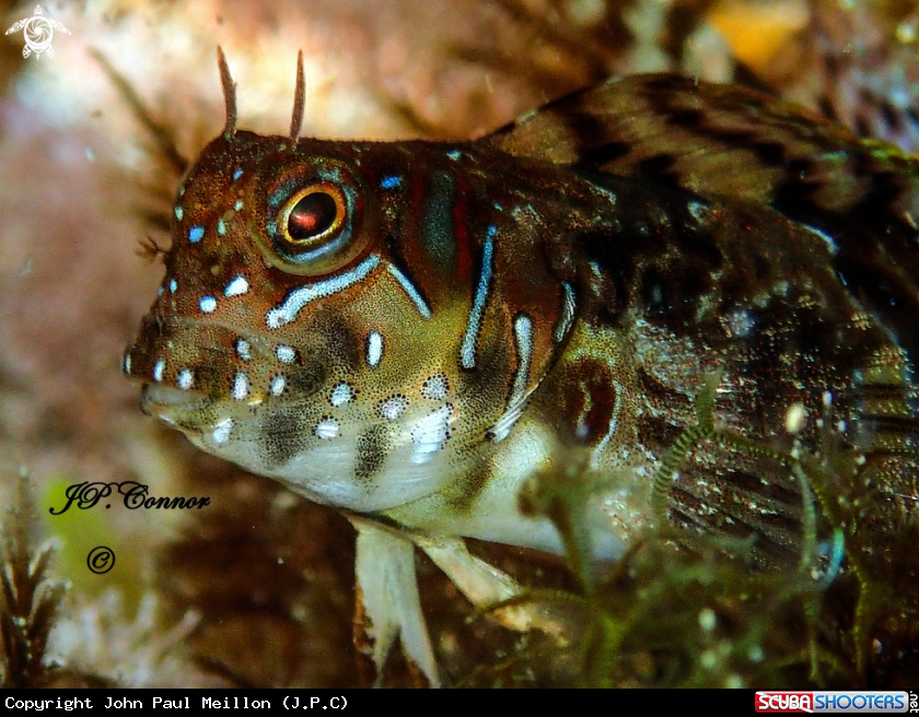 A BLENNIE SPHINX