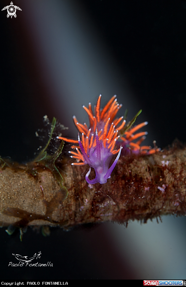 A flabellina ischitana