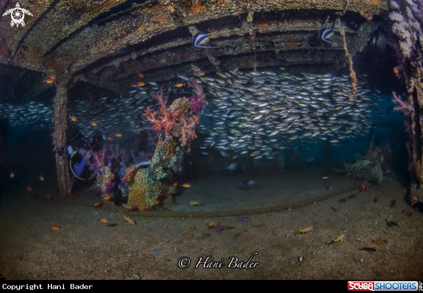 A Al Munassir Wreck