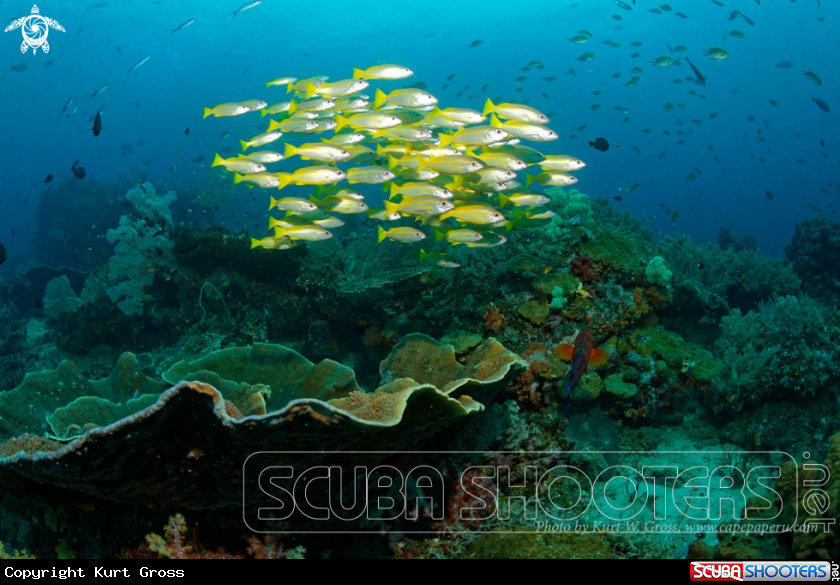 A yellow snapper
