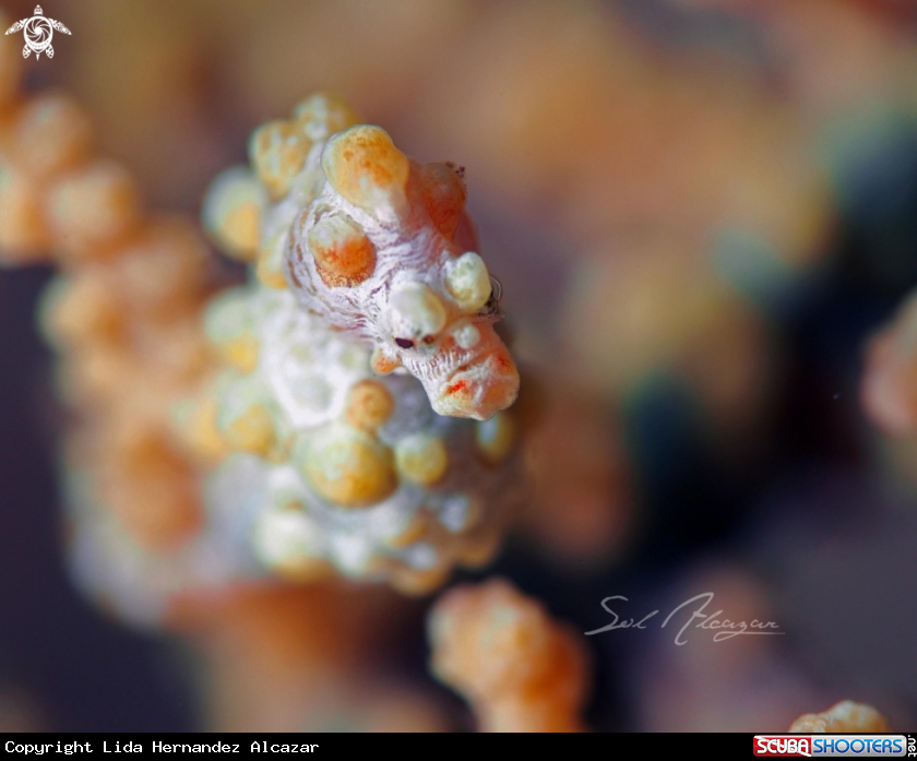 A Denise Pygmy Seahorse