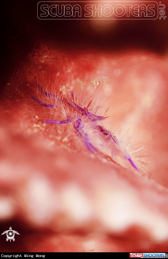 A Hairy Squat Lobster