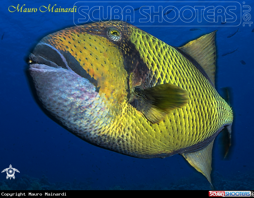 A Titan triggerfish