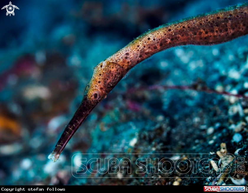 A Double-ended Pipefish