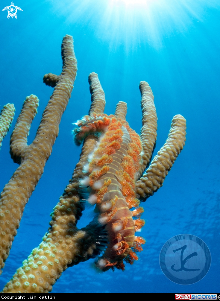 A Bearded fireworm 