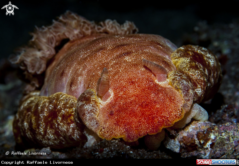 A Spanish dancer