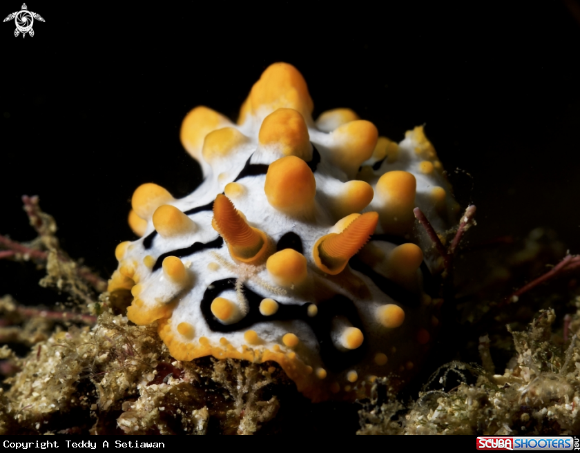 A phyllidia ocellata
