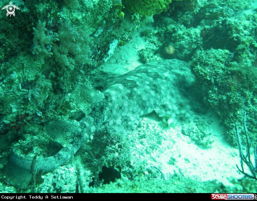 A carpet shark (wabegong )
