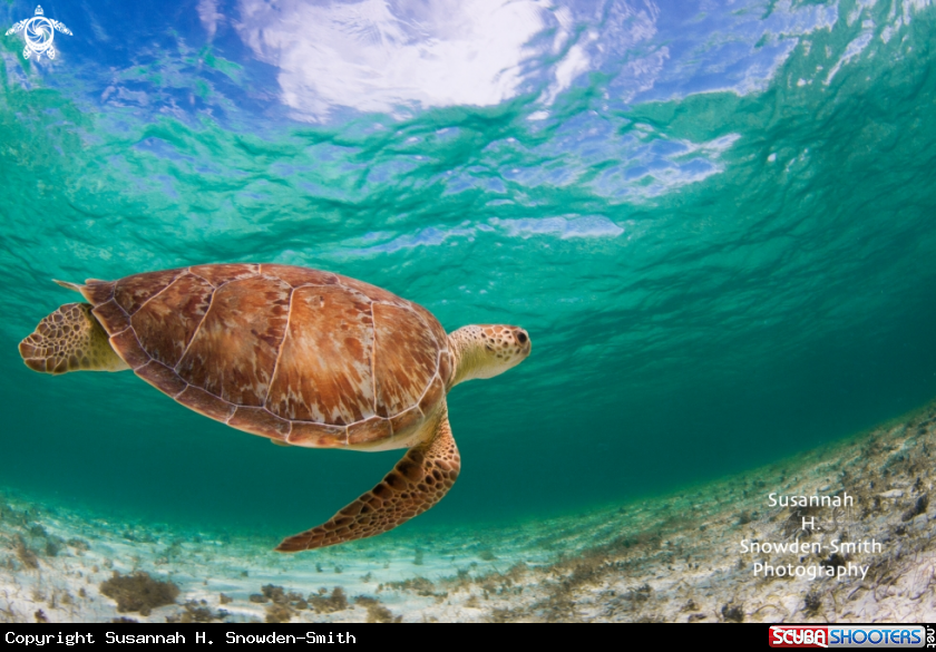 A Hawksbill Turtle