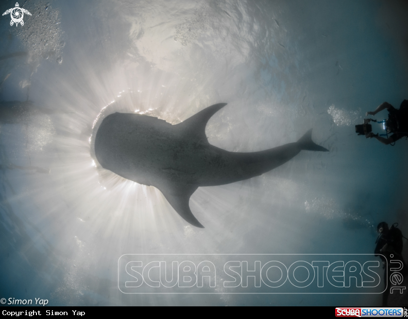 A Whale shark