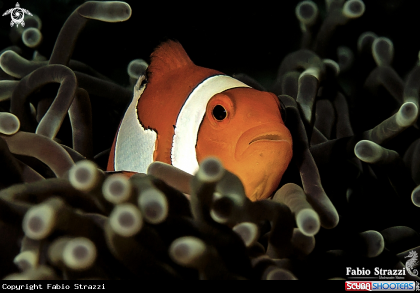 A Anemonefish