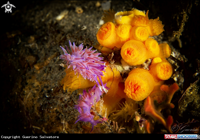 A Flabellina trilineata