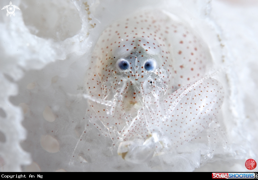 A Bryozoan snapping shrimp