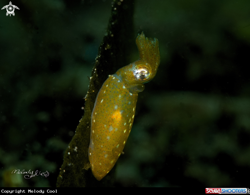 A Pigmy Squid