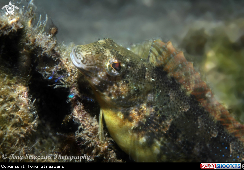 A Brown sabretooth blenny