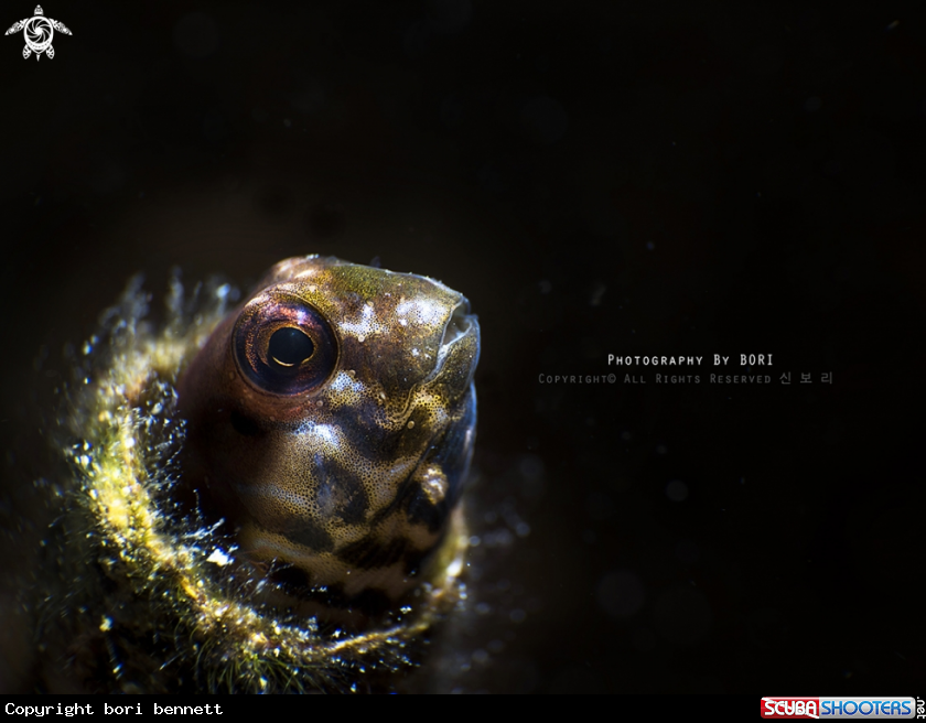 A Blenny 