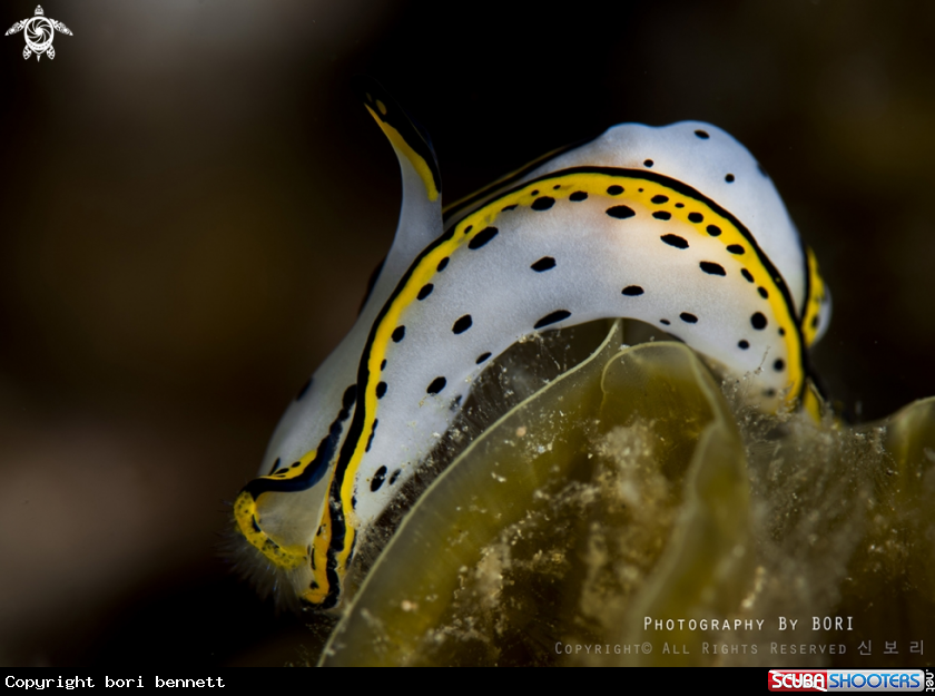 A Slug 