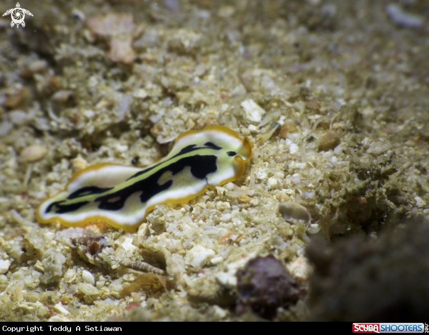 A flatworm