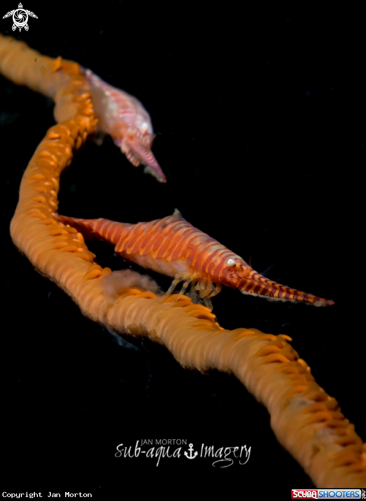 A Saw Blade Shrimp