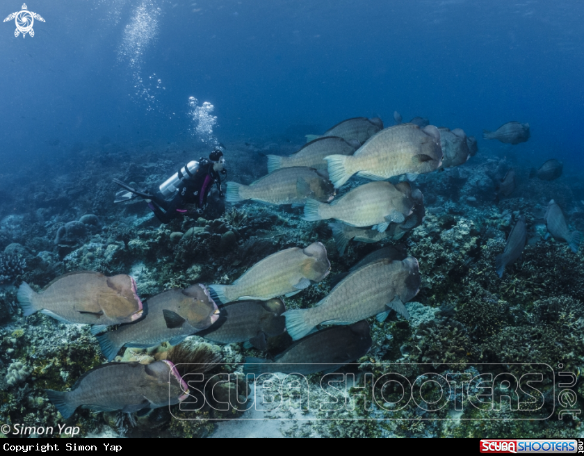 A Bumphead Parrotfish