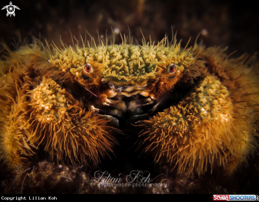 A teddy bear crab