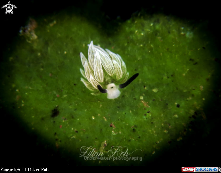 A Costasiella usagi