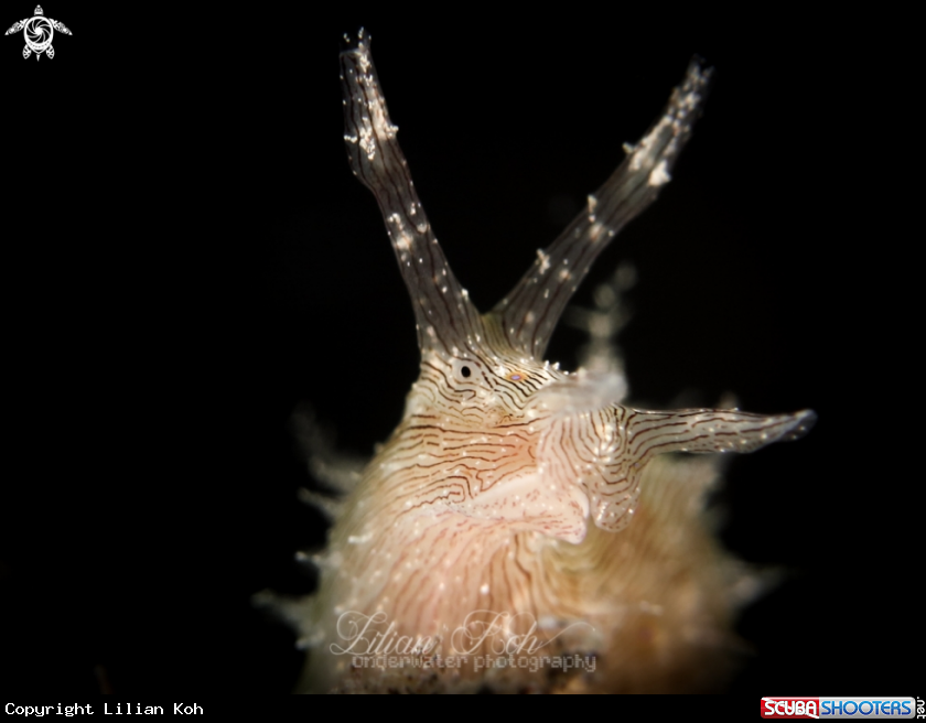 A Sea hare