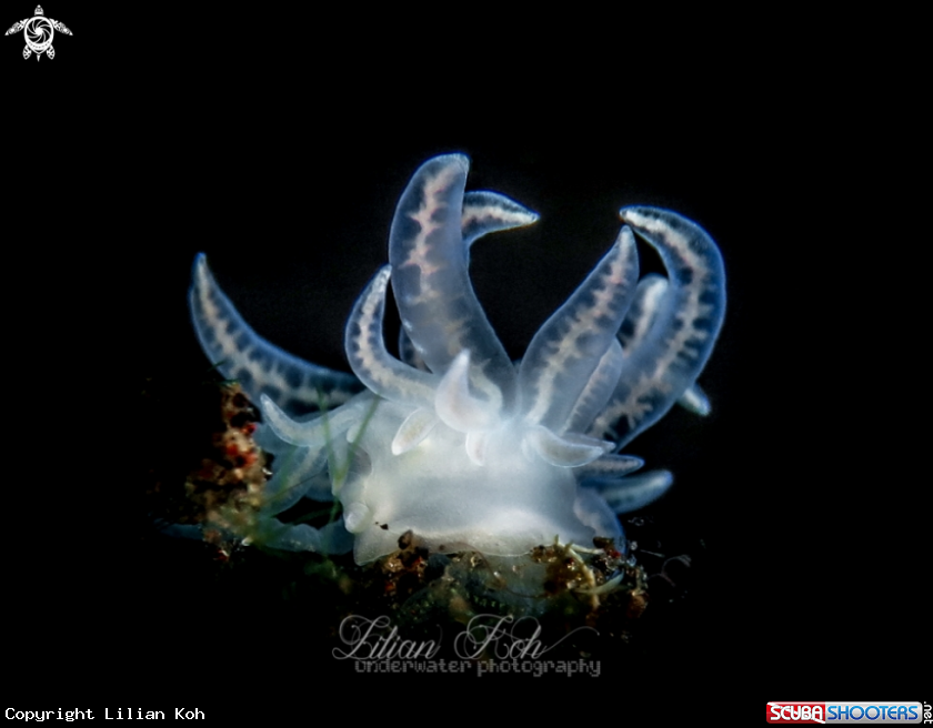 A Nudibranch