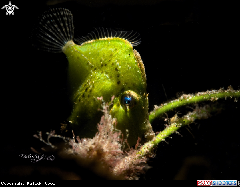 A Diamond filefish