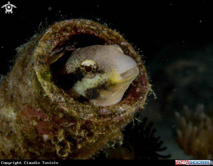 A Blenny