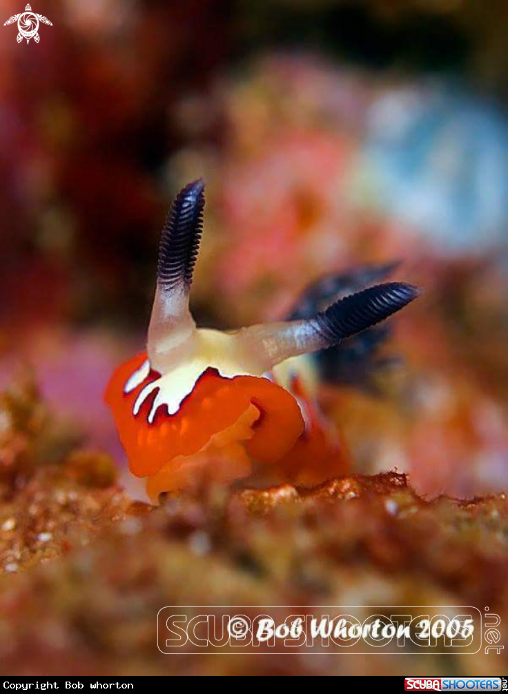 A Nudibranch 