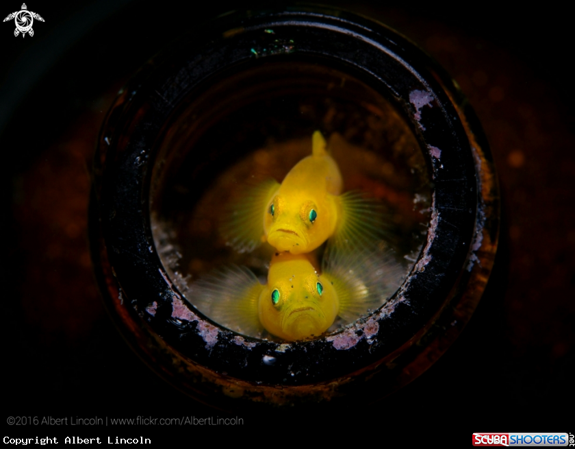 A Lemon Yellow Goby