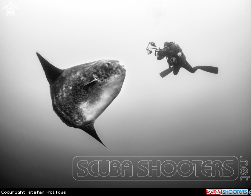 A Southern Ocean Sunfish
