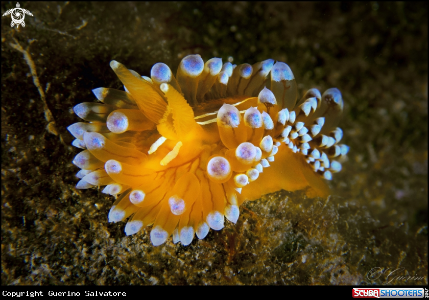 A Janolus cristatus
