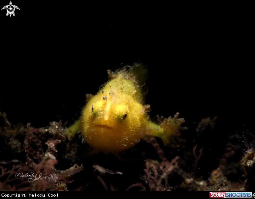 A Frogfish