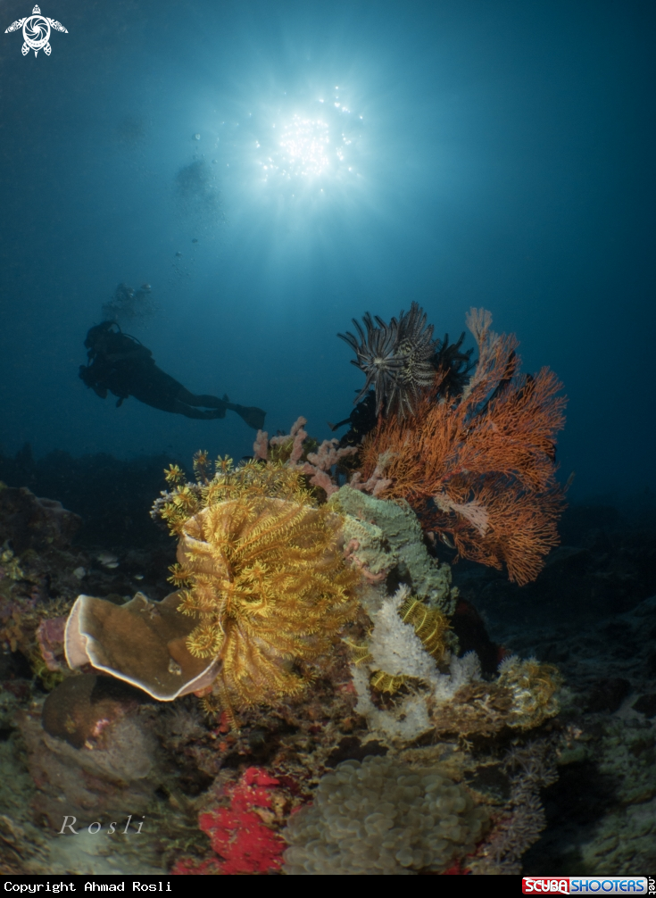 A Coral Reefs