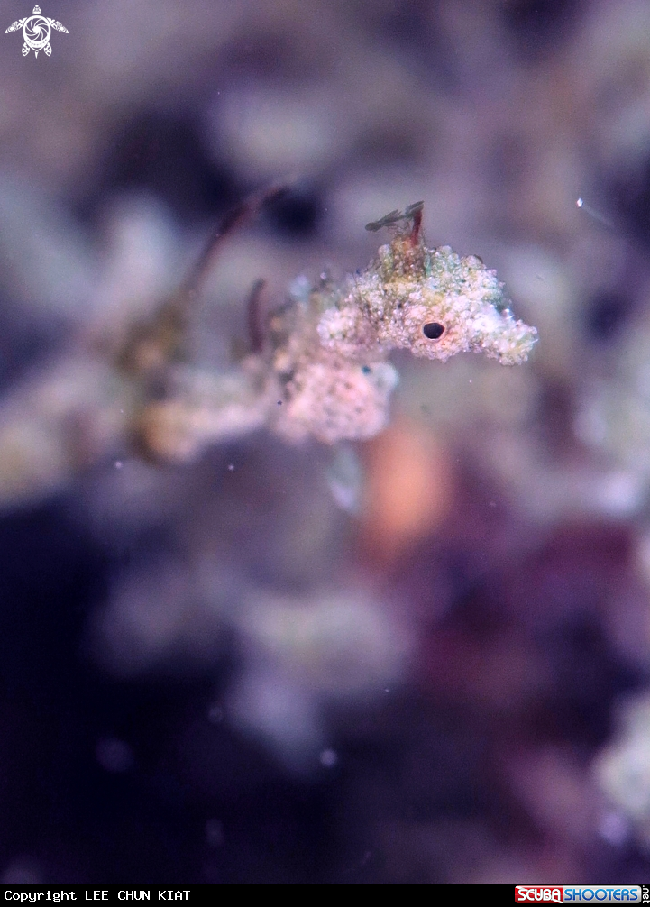 A seahorse