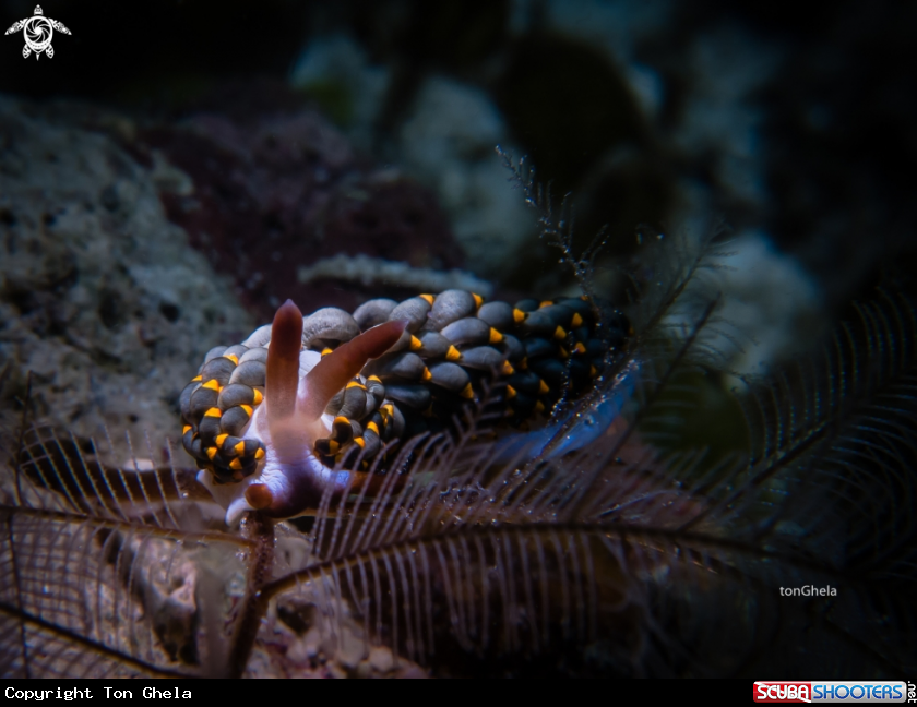 A Nudibranch