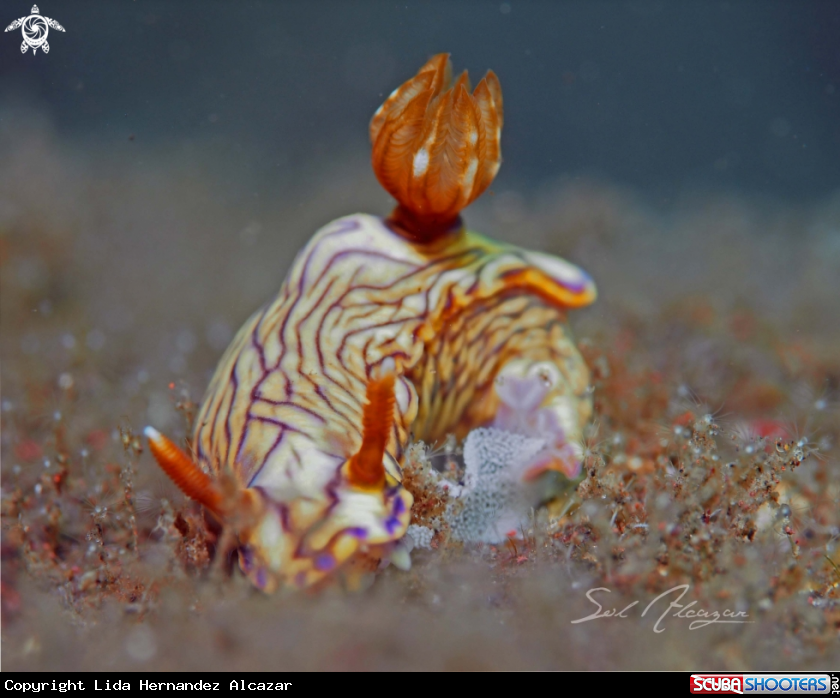 A Nudibranch