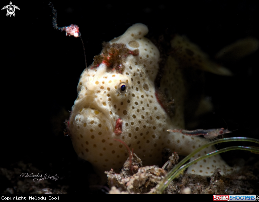 A Frogfish