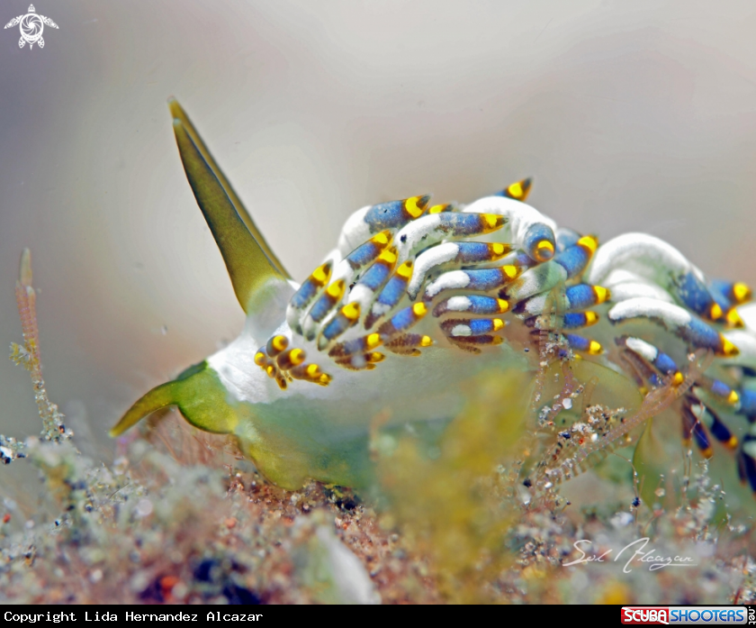 A Nudibranch