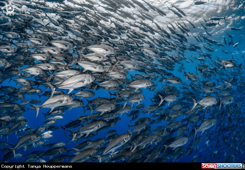A Bigeye Trevally