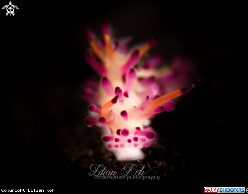 A Nudibranch
