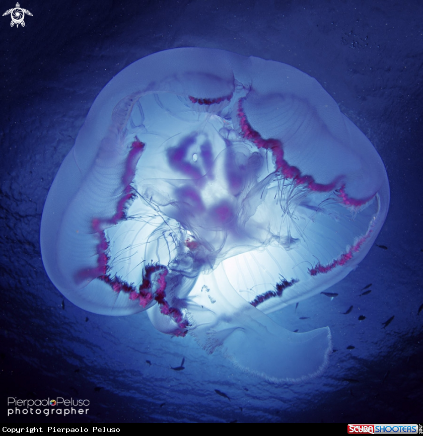 A Jelly Fish
