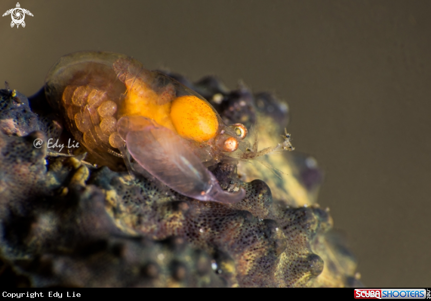 A Comensal Sponge Shrimp full eggs 