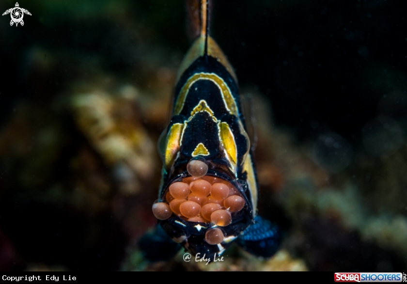 A Bangai Cardinal Fish