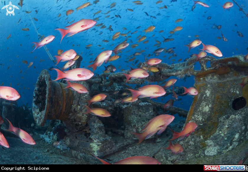A A wreck full of life