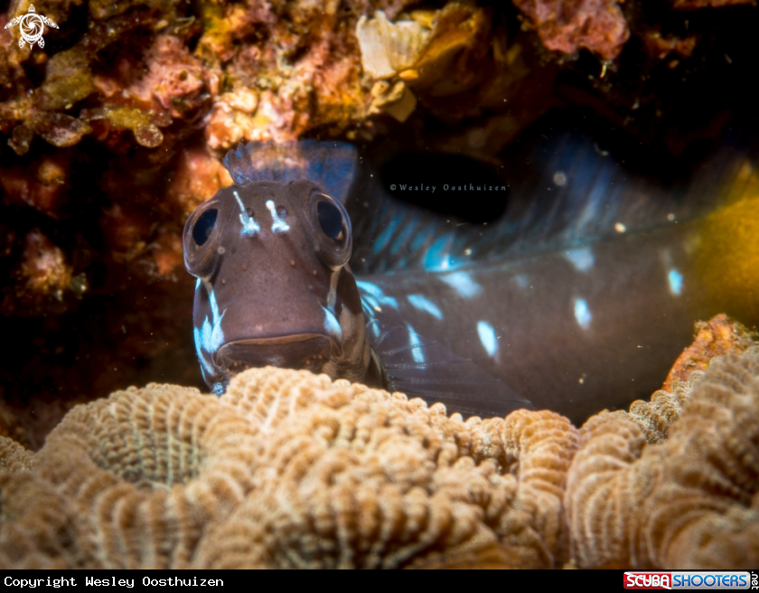 A Black Combtooth Blenny